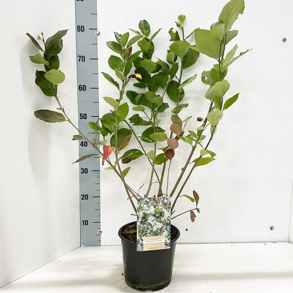 5x Aronia Melanocarpa 19cm Pot 50cm Shrub Plant