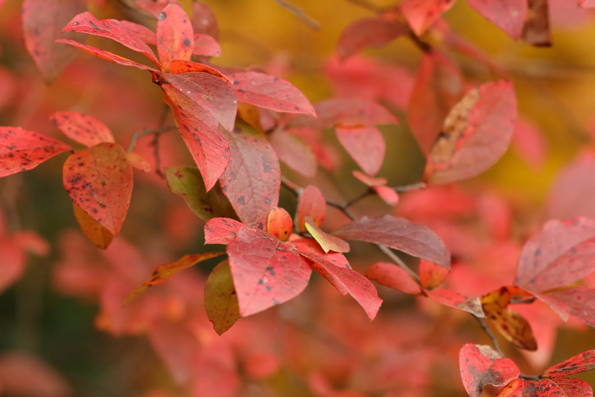 Highbush Blueberry - Vaccinium corymbosum 'Elizabeth'