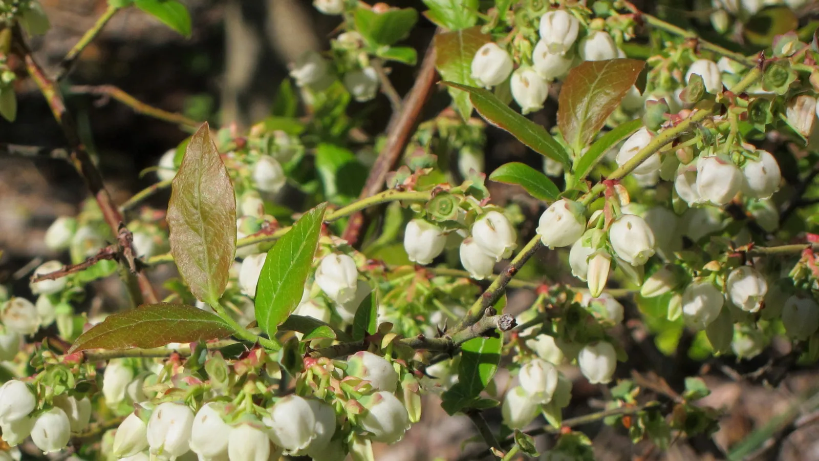 Highbush Blueberry - Vaccinium corymbosum 'Elizabeth'